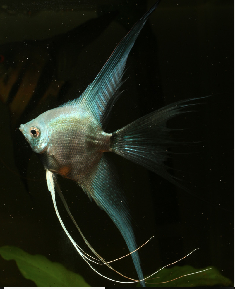 Blue Silver Angelfish - Silver Dollar Size Body (Pre-breeder)