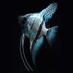 Blue Silver Angelfish
