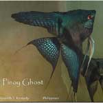 Pinoy Ghost angelfish