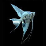 Blue Ghost Angelfish